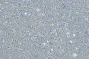 b3e871999017d6cd251cb0132d1b2cee.webp