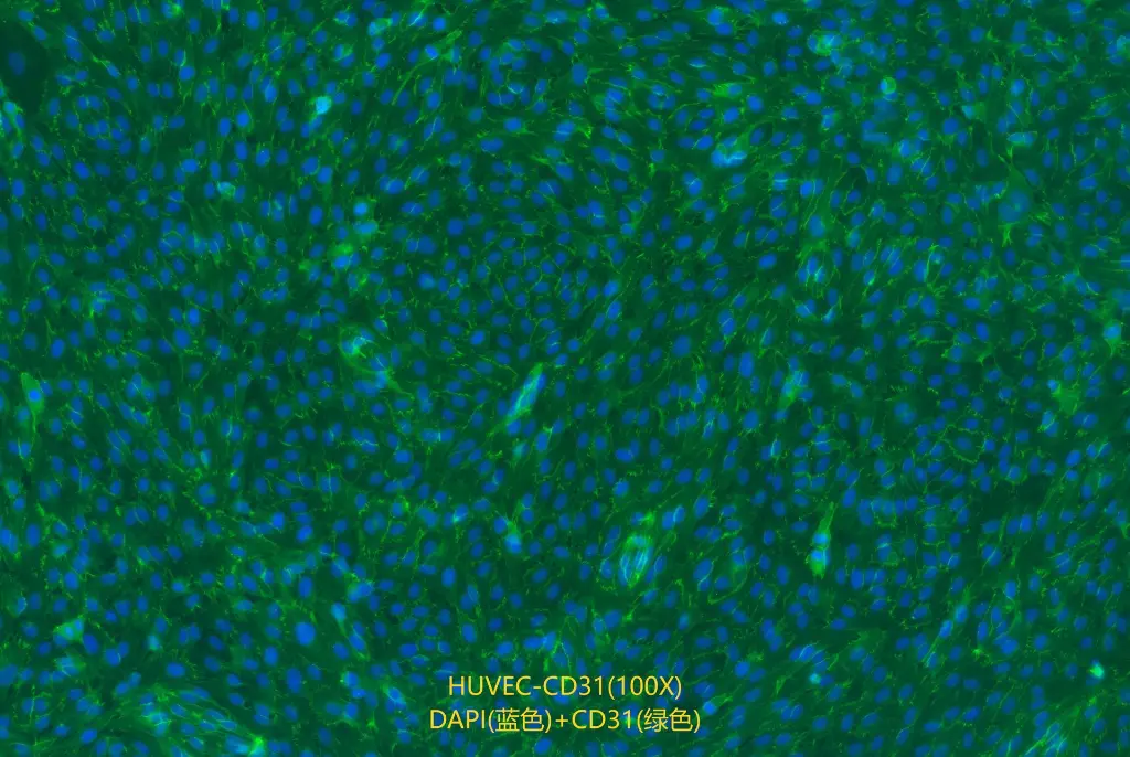 cd31-100x(1).webp