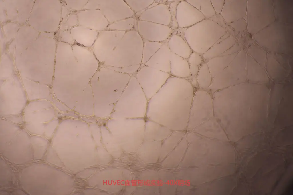 科瑞赛-40X-25.5.10(1).webp
